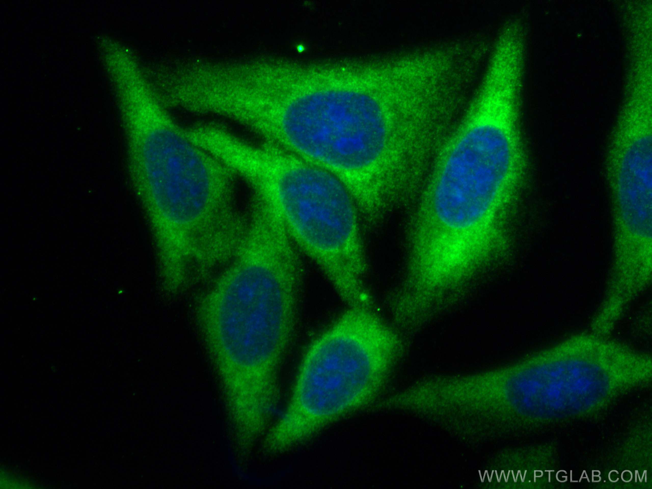 IF Staining of HepG2 using 13970-1-AP