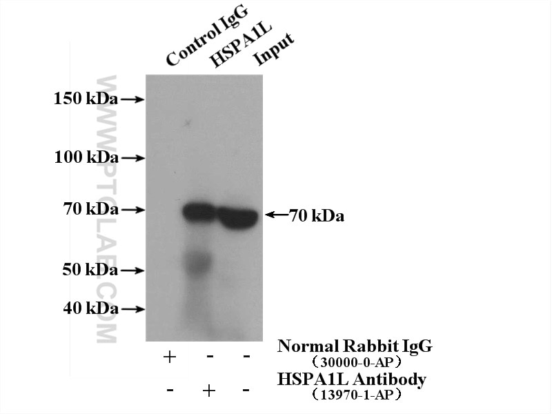 Immunoprecipitation (IP) experiment of HepG2 cells using HSPA1L Polyclonal antibody (13970-1-AP)