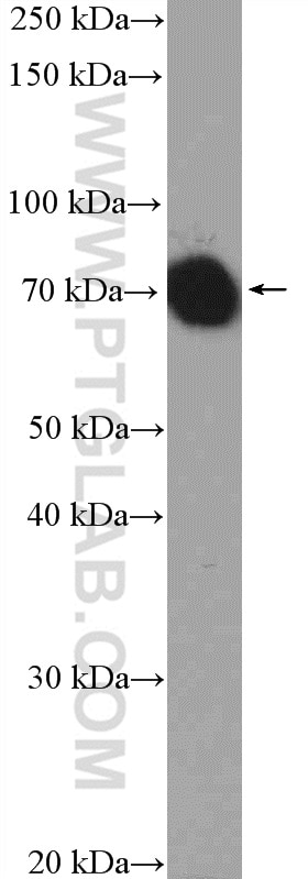 Western Blot (WB) analysis of mouse liver tissue using HSPA1L Polyclonal antibody (13970-1-AP)