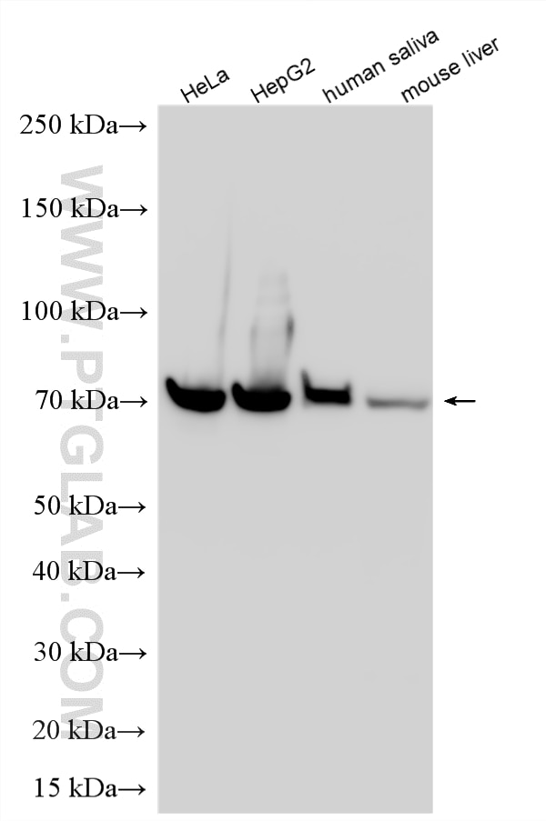WB analysis using 13970-1-AP Western Blot (WB) analysis of various lysates using HSPA1L Polyclonal antibody (13970-1-AP)
