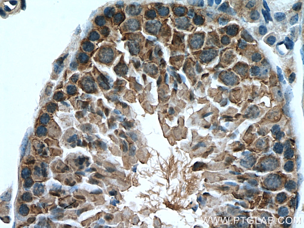 Immunohistochemistry (IHC) staining of mouse testis tissue using HSPA1L Monoclonal antibody (66780-1-Ig)