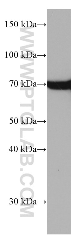 Western Blot (WB) analysis of HeLa cells using HSPA1L Monoclonal antibody (66780-1-Ig)