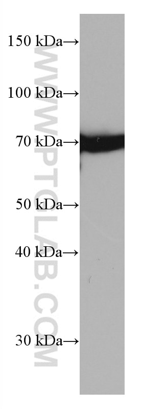 Western Blot (WB) analysis of HepG2 cells using HSPA1L Monoclonal antibody (66780-1-Ig)