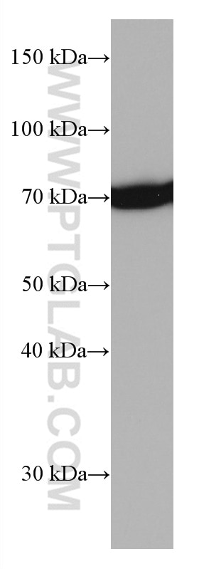 Western Blot (WB) analysis of L02 cells using HSPA1L Monoclonal antibody (66780-1-Ig)