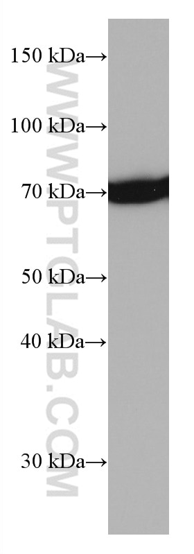 WB analysis of L02 using 66780-1-Ig