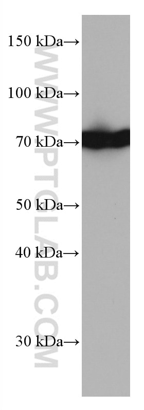 Western Blot (WB) analysis of Jurkat cells using HSPA1L Monoclonal antibody (66780-1-Ig)