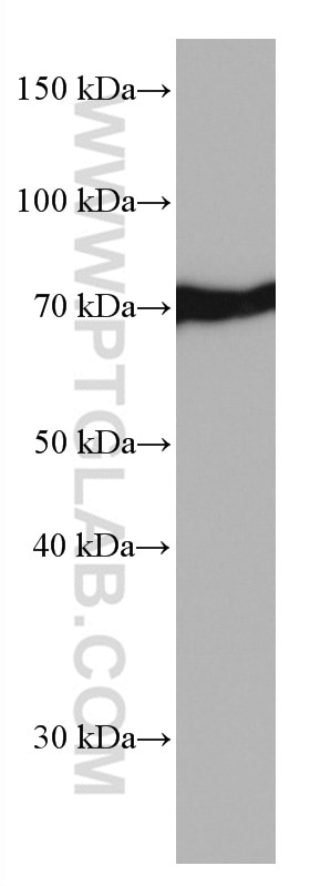 Western Blot (WB) analysis of HSC-T6 cells using HSPA1L Monoclonal antibody (66780-1-Ig)