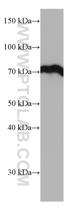 Western Blot (WB) analysis of NIH/3T3 cells using HSPA1L Monoclonal antibody (66780-1-Ig)