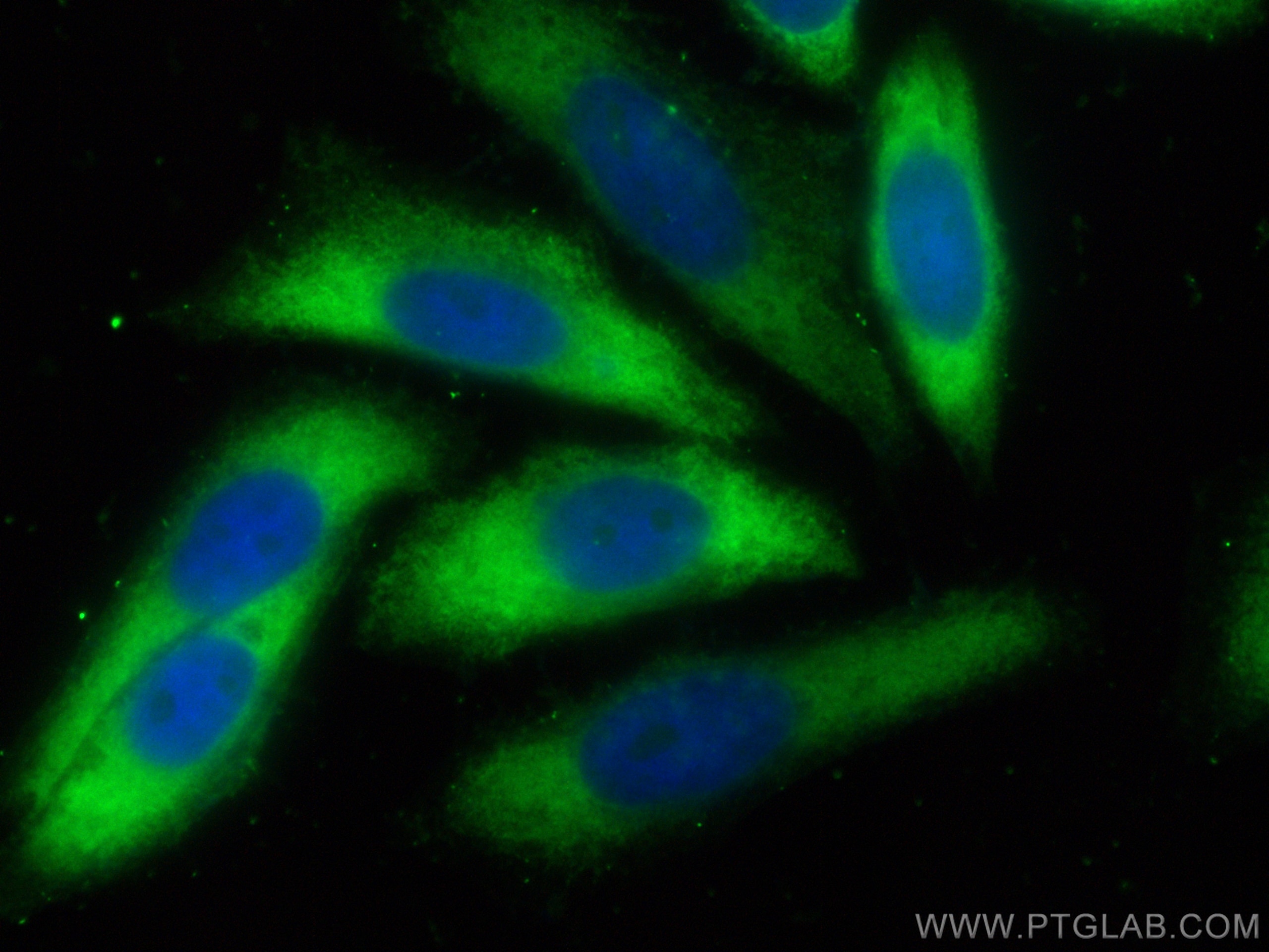 Immunofluorescence (IF) / fluorescent staining of HepG2 cells using CoraLite® Plus 488-conjugated HSPA1L Polyclonal an (CL488-13970)