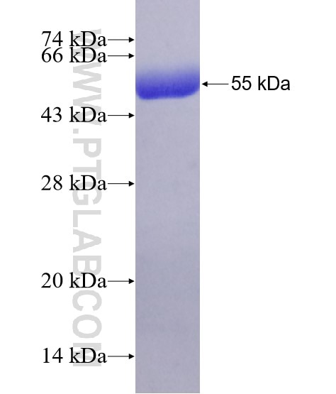 HSPA1L fusion protein Ag4995 SDS-PAGE