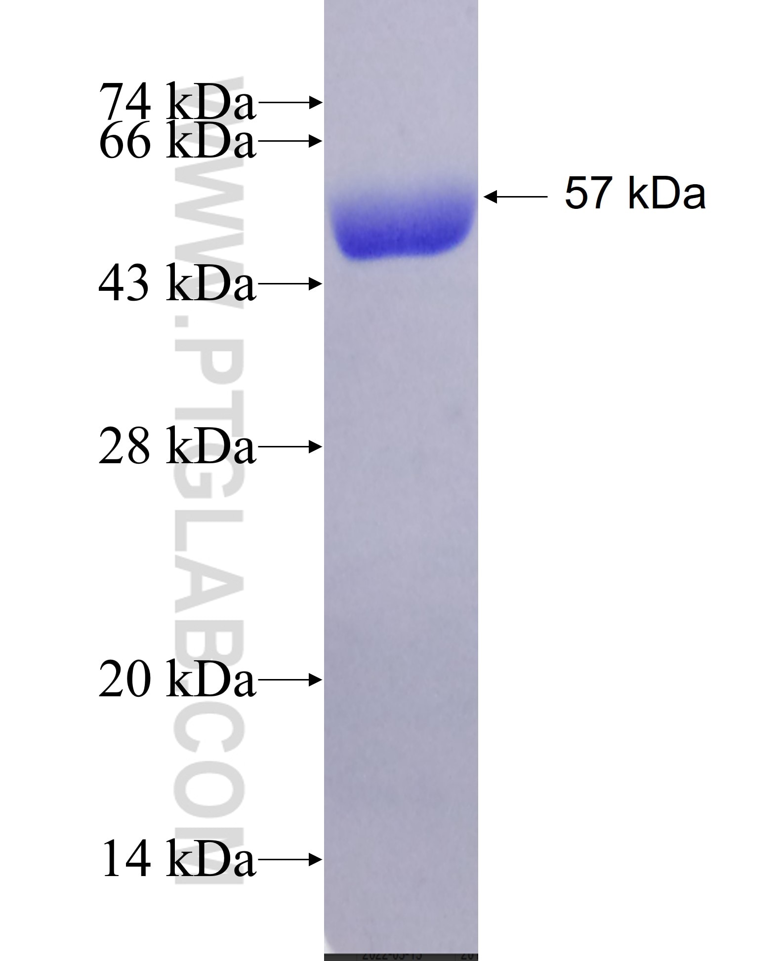 HSPA1L fusion protein Ag4995 SDS-PAGE