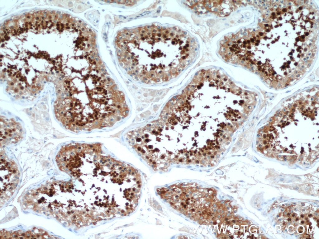 Immunohistochemistry (IHC) staining of human testis tissue using HSPA2 Polyclonal antibody (12797-1-AP)