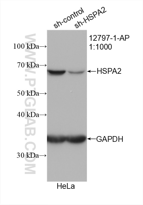 Western Blot (WB) analysis of HeLa cells using HSPA2 Polyclonal antibody (12797-1-AP)