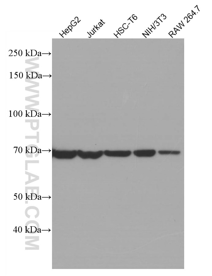 Western Blot (WB) analysis of various lysates using HSPA2 Monoclonal antibody (66291-1-Ig)