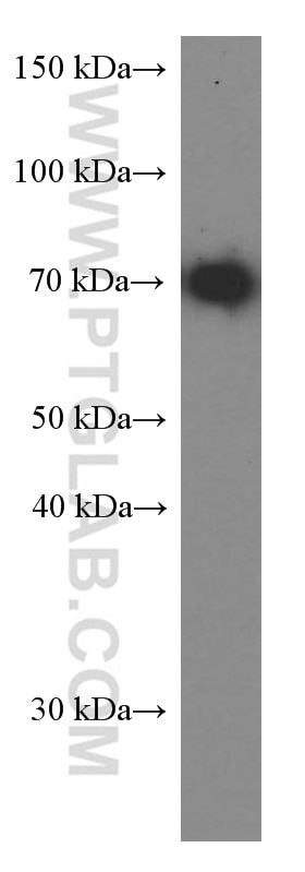 Western Blot (WB) analysis of ROS1728 cells using HSPA2 Monoclonal antibody (66291-1-Ig)