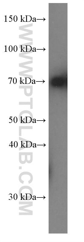 Western Blot (WB) analysis of HeLa cells using HSPA2 Monoclonal antibody (66291-1-Ig)