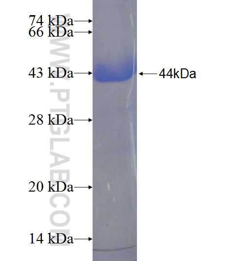 HSPA2 fusion protein Ag24228 SDS-PAGE