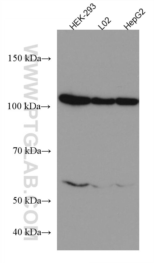 Western Blot (WB) analysis of various lysates using HSPA4 Monoclonal antibody (67173-1-Ig)