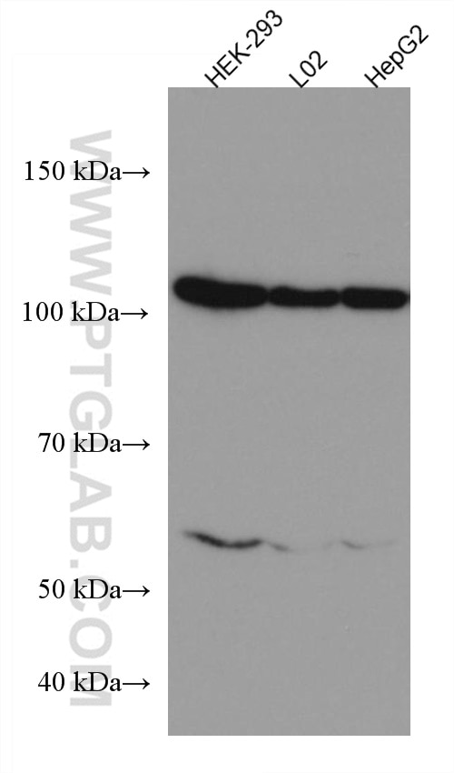 Western Blot (WB) analysis of various lysates using HSPA4 Monoclonal antibody (67173-1-Ig)