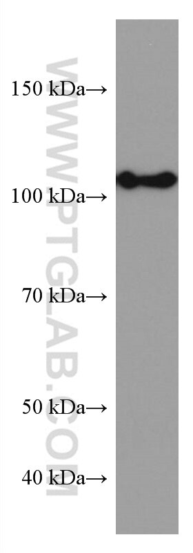 Western Blot (WB) analysis of Jurkat cells using HSPA4 Monoclonal antibody (67173-1-Ig)