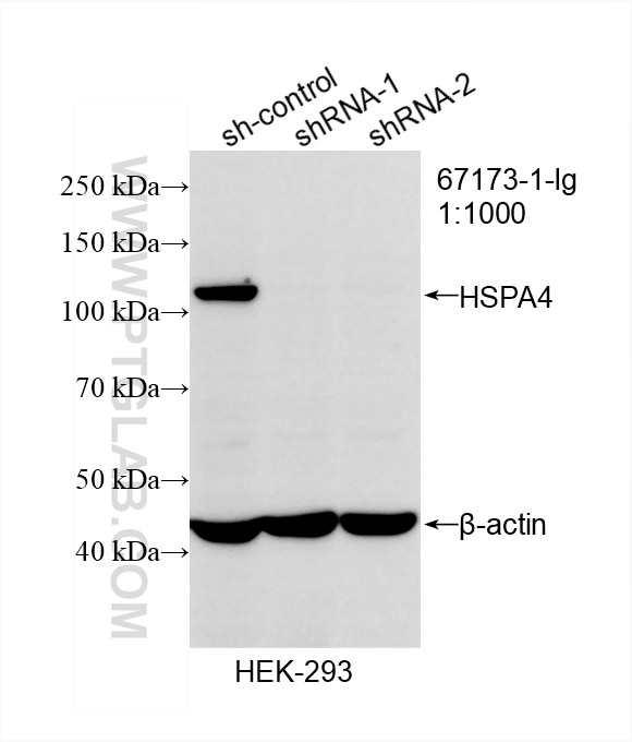 Western Blot (WB) analysis of HEK-293 cells using HSPA4 Monoclonal antibody (67173-1-Ig)