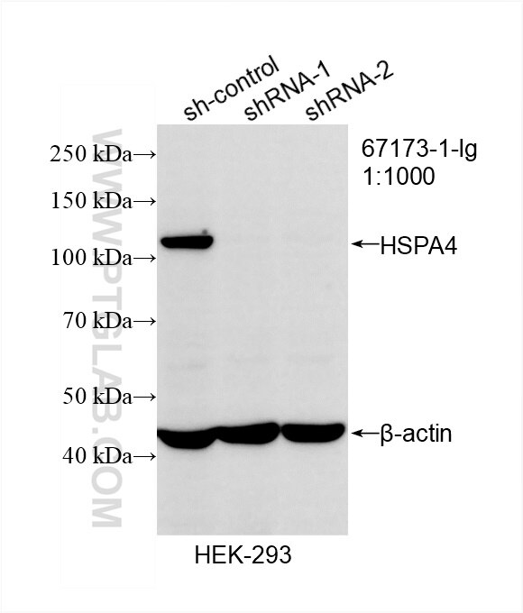 WB analysis of HEK-293 using 67173-1-Ig