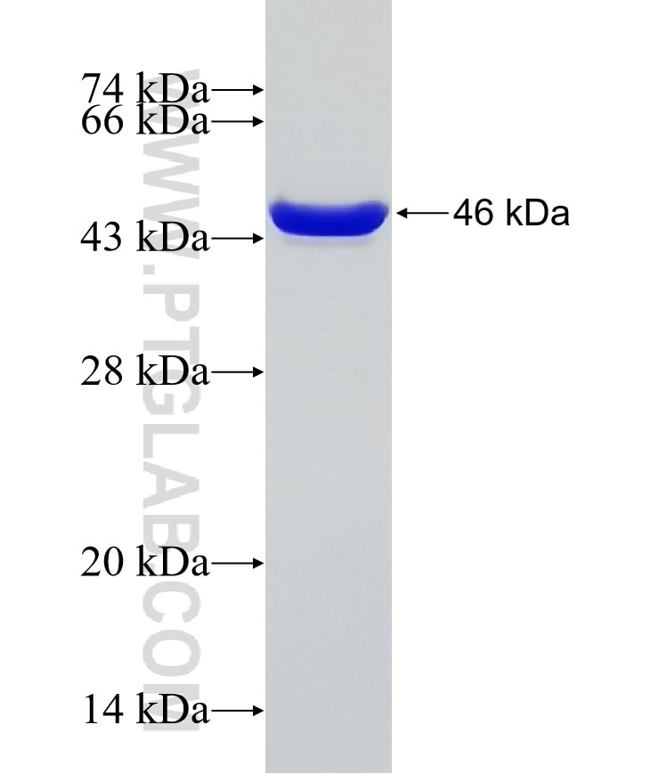 HSPA4 fusion protein Ag15581 SDS-PAGE