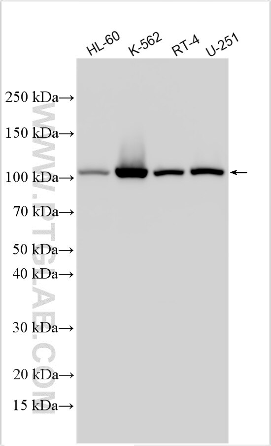 Western Blot (WB) analysis of various lysates using HSPA4L Polyclonal antibody (32468-1-AP)