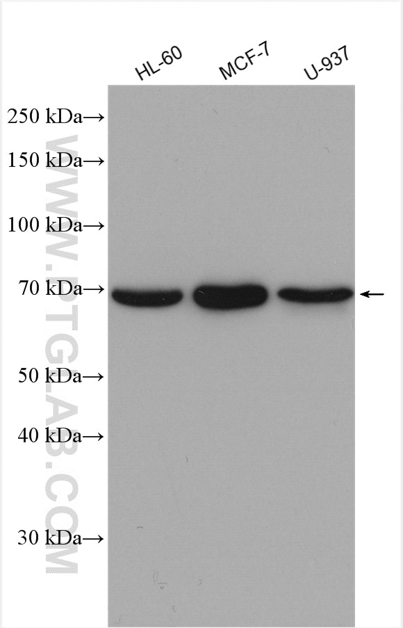 Western Blot (WB) analysis of various lysates using HSPA6 Polyclonal antibody (13616-1-AP)