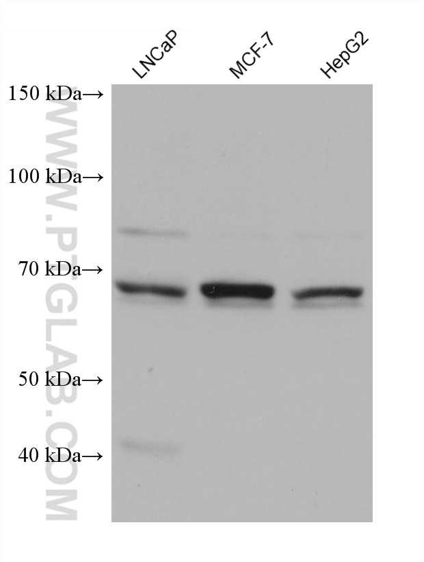 Western Blot (WB) analysis of various lysates using HSPA6 Monoclonal antibody (68257-1-Ig)