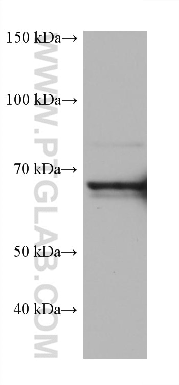 Western Blot (WB) analysis of HeLa cells using HSPA6 Monoclonal antibody (68257-1-Ig)