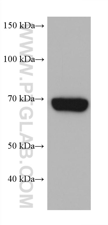 Western Blot (WB) analysis of HEK-293 cells using HSPA6 Monoclonal antibody (68257-1-Ig)