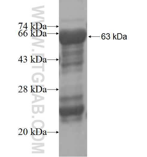 HSPA6 fusion protein Ag4522 SDS-PAGE