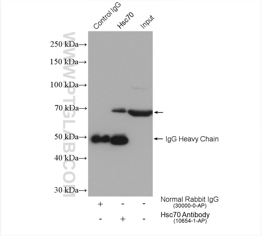 Immunoprecipitation (IP) experiment of HEK-293 cells using Hsc70 Polyclonal antibody (10654-1-AP)
