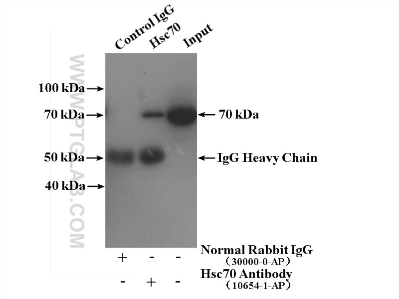 Hsc70 Polyclonal antibody