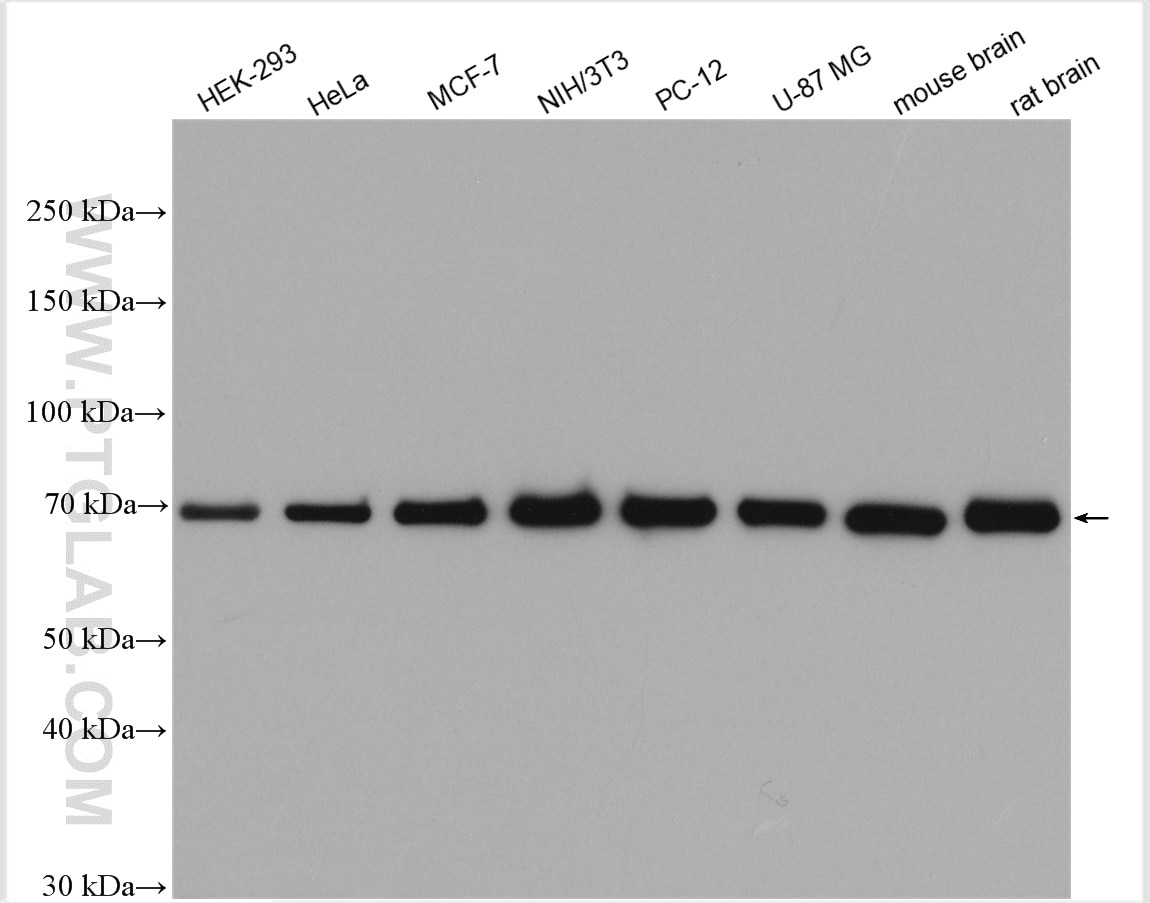 Western Blot (WB) analysis of various lysates using Hsc70 Polyclonal antibody (10654-1-AP)