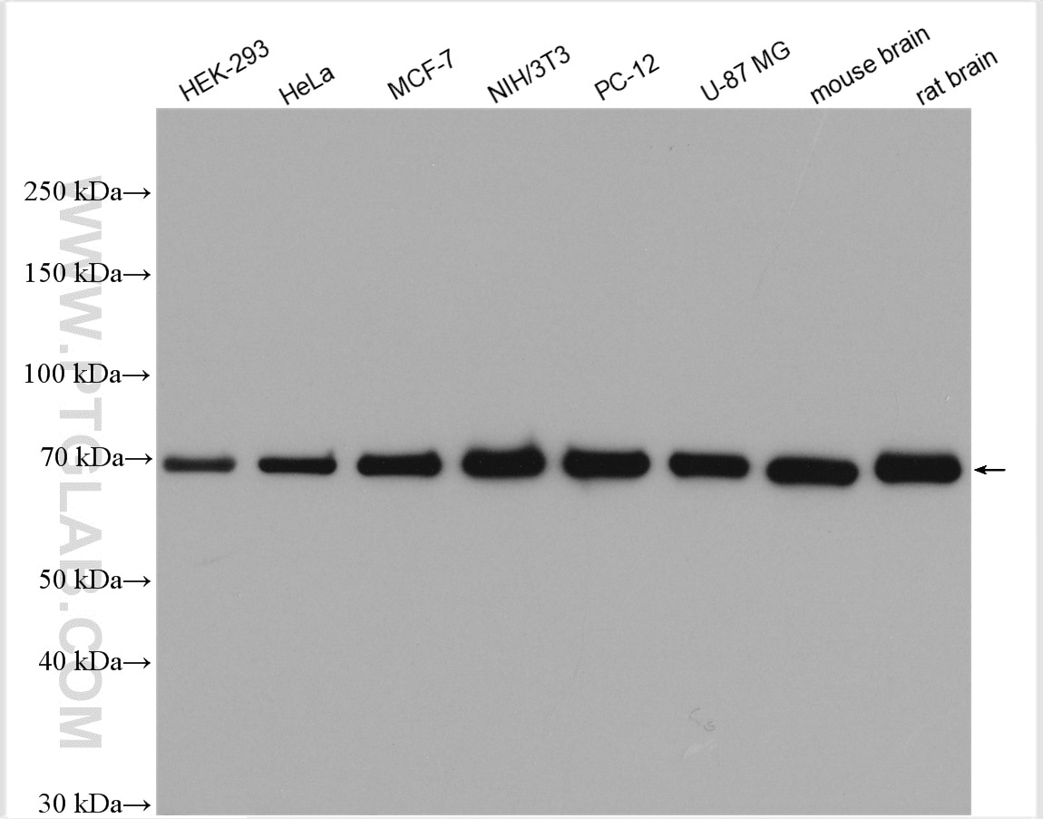 WB analysis using 10654-1-AP