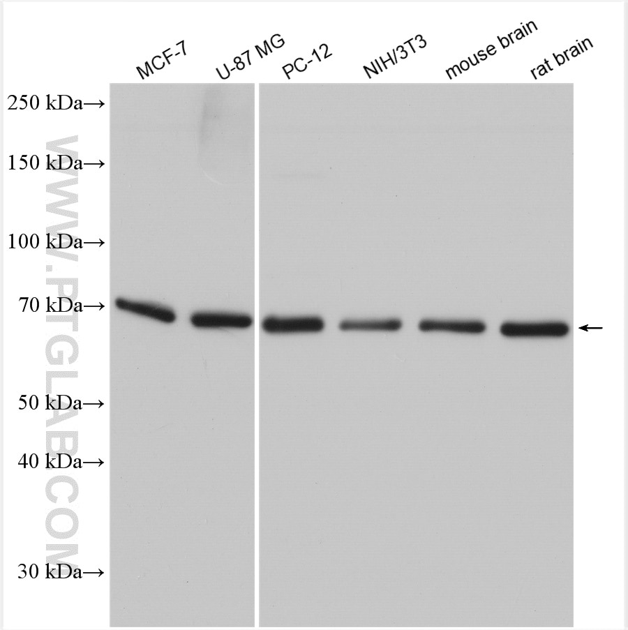 Western Blot (WB) analysis of various lysates using Hsc70 Polyclonal antibody (10654-1-AP)