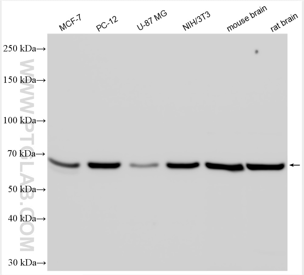 Western Blot (WB) analysis of various lysates using Hsc70 Polyclonal antibody (10654-1-AP)