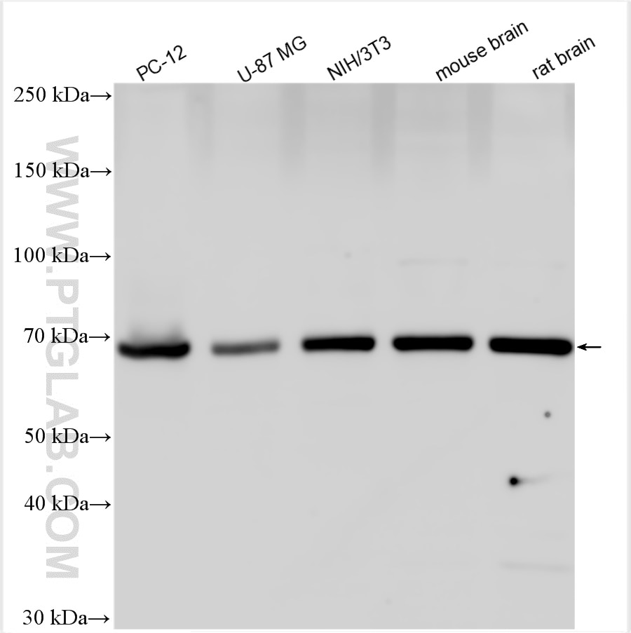 Western Blot (WB) analysis of various lysates using Hsc70 Polyclonal antibody (10654-1-AP)