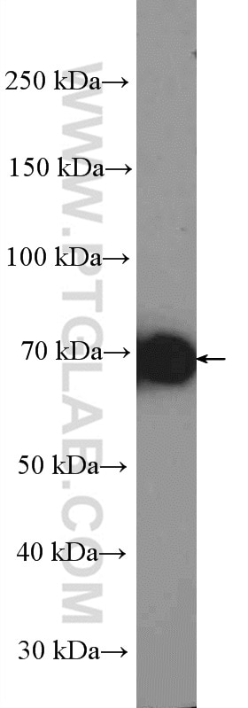 Hsc70 Polyclonal antibody