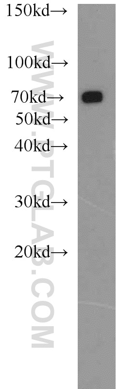 Hsc70 Polyclonal antibody