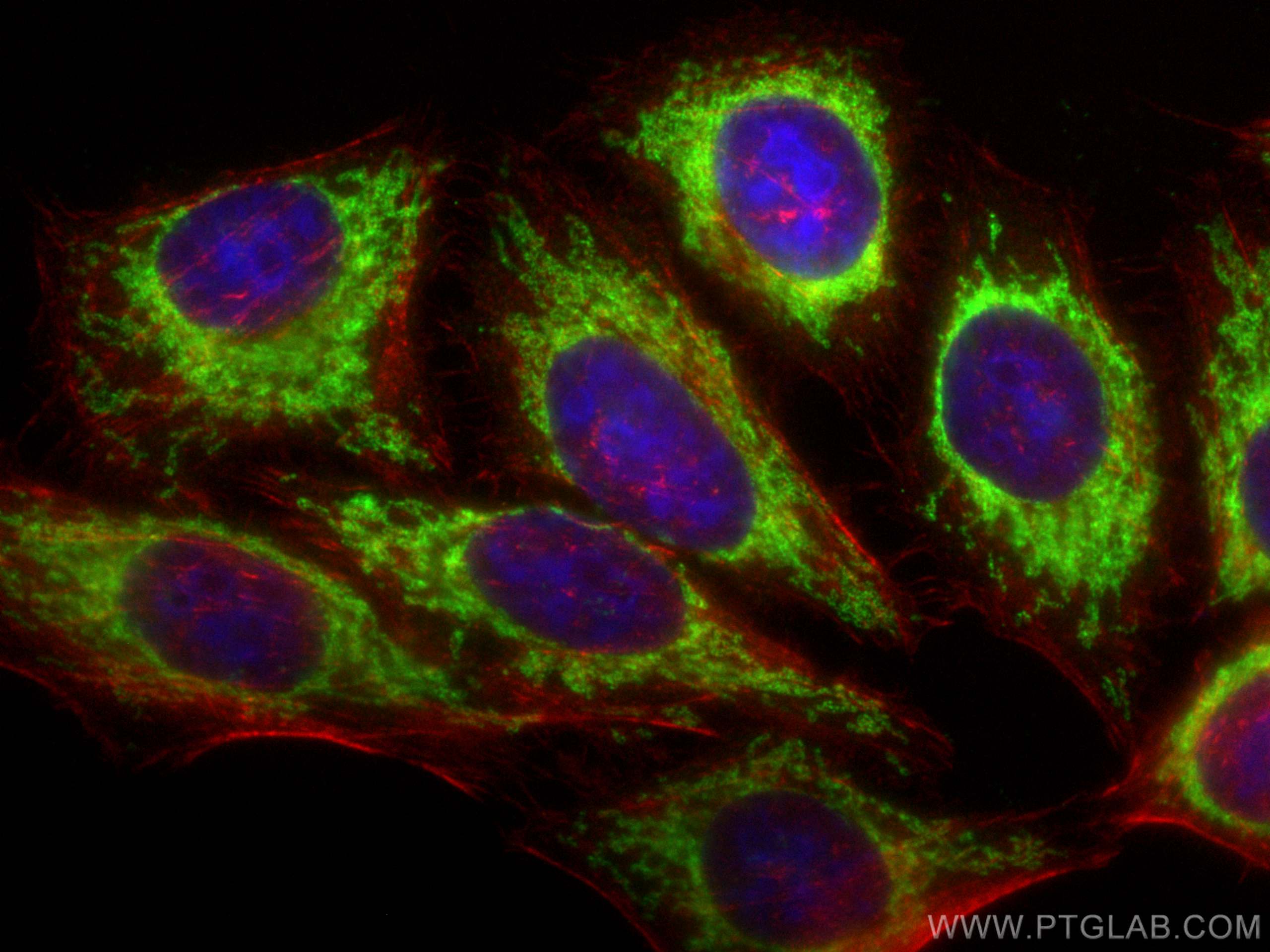 Immunofluorescence (IF) / fluorescent staining of HepG2 cells using GRP75 Polyclonal antibody (14887-1-AP)