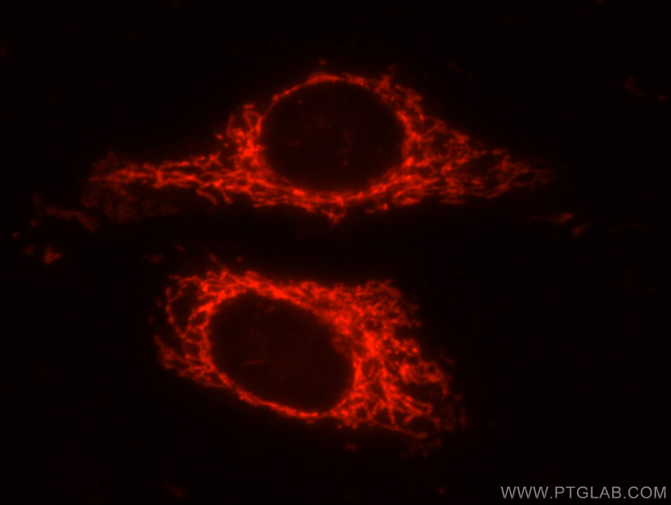 Immunofluorescence (IF) / fluorescent staining of HepG2 cells using GRP75 Polyclonal antibody (14887-1-AP)
