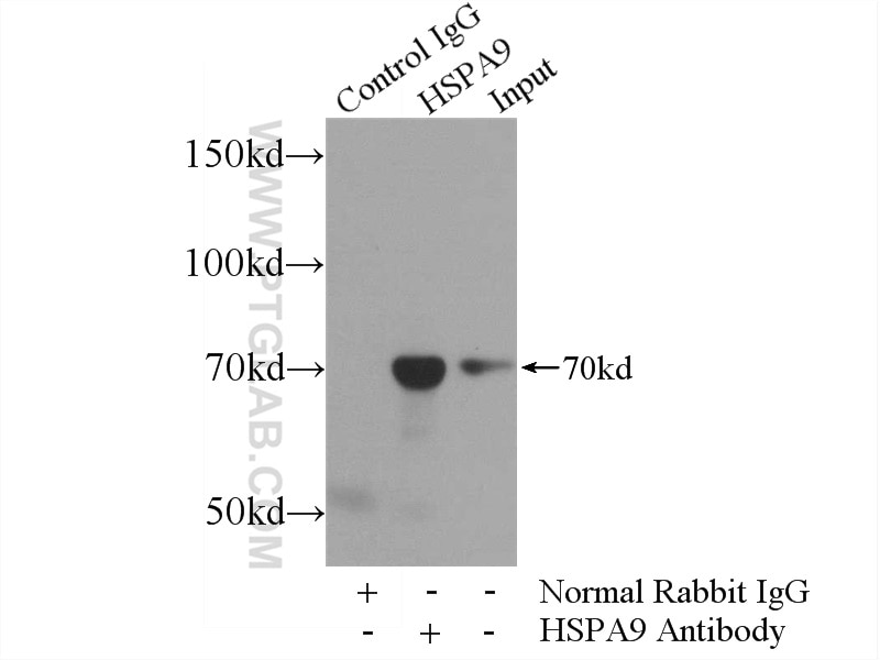 Immunoprecipitation (IP) experiment of NIH/3T3 cells using GRP75 Polyclonal antibody (14887-1-AP)