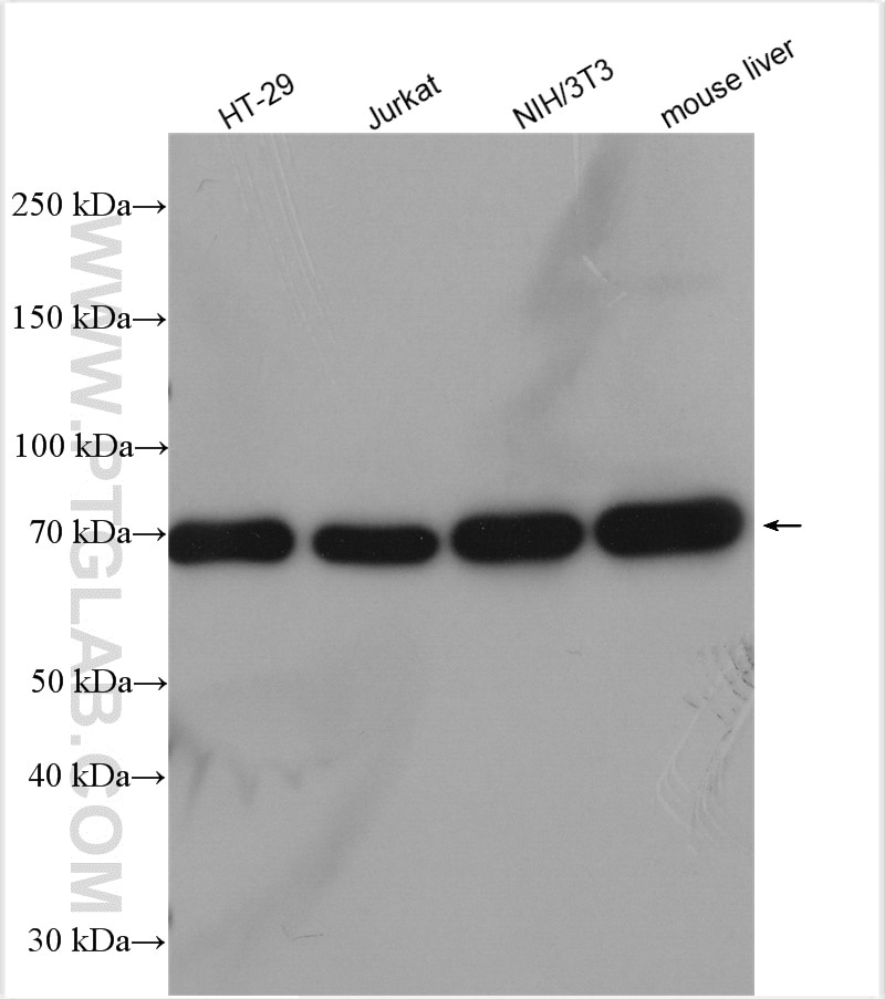 Western Blot (WB) analysis of various lysates using GRP75 Polyclonal antibody (14887-1-AP)