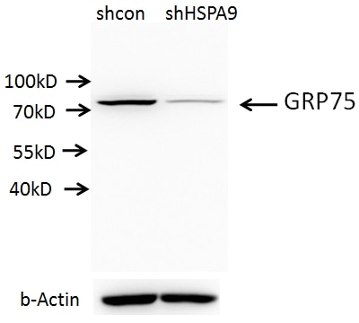 Western Blot (WB) analysis of A549 cells using GRP75 Polyclonal antibody (14887-1-AP)