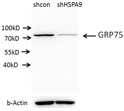 WB analysis of A549 cells using 14887-1-AP