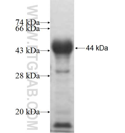 GRP75 fusion protein Ag7125 SDS-PAGE