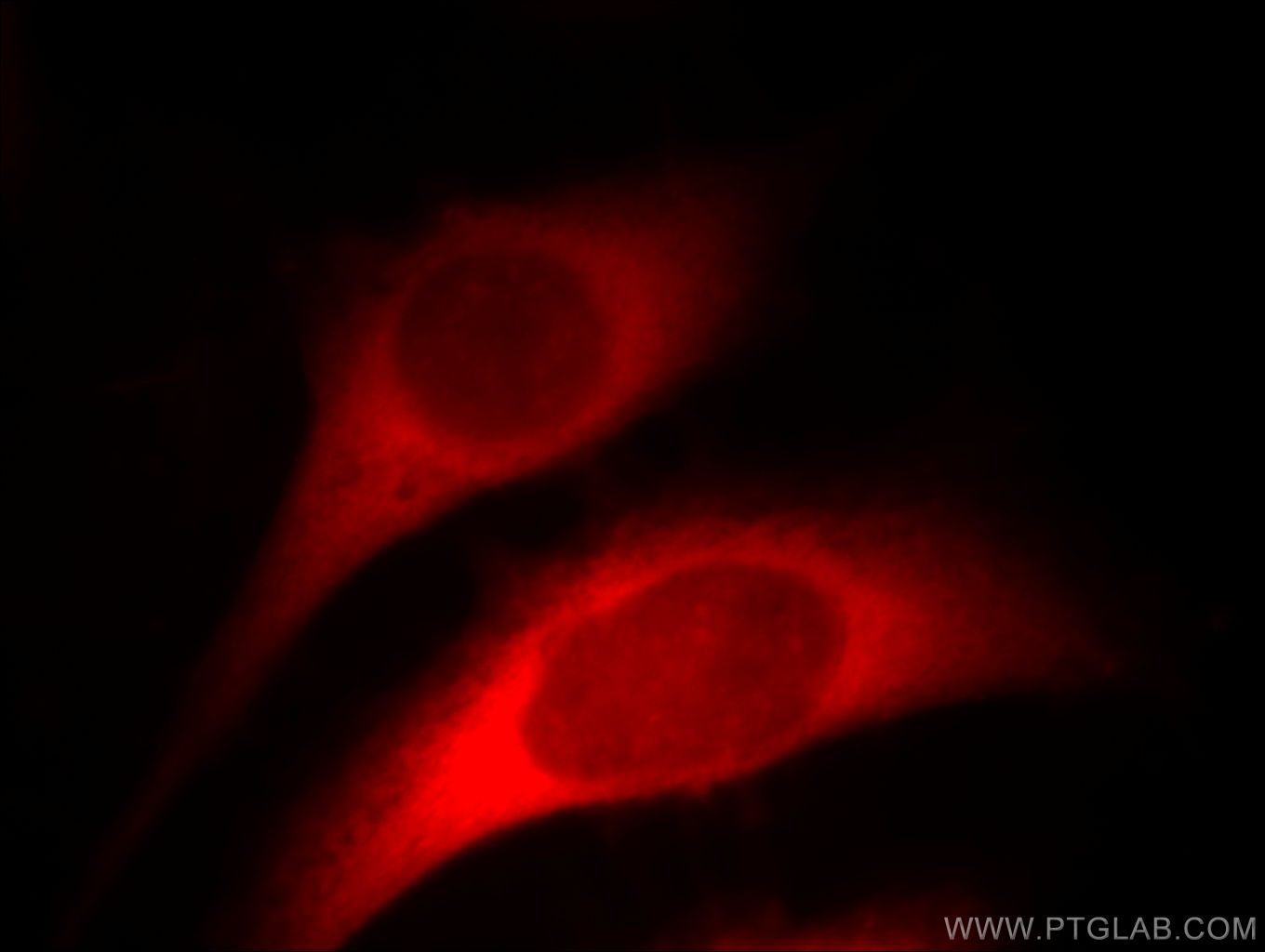 Immunofluorescence (IF) / fluorescent staining of HeLa cells using HSP27 Polyclonal antibody (18284-1-AP)